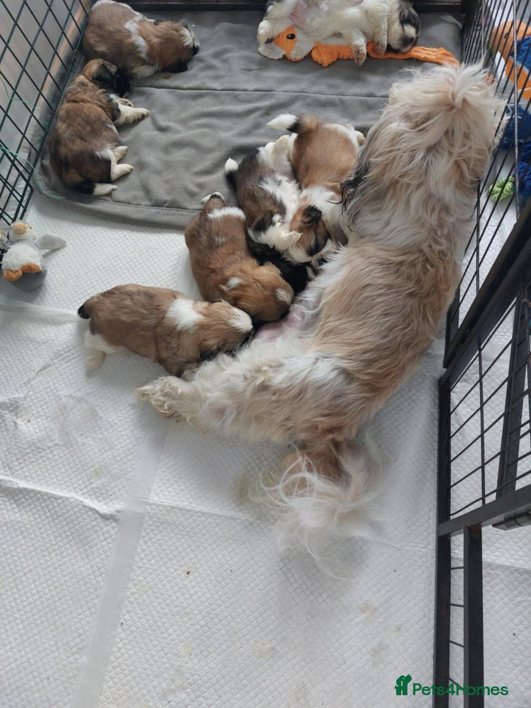 Shih Tzu dogs for sale: Beautiful Shih tzu puppies 🫶🏼 - Image 27
