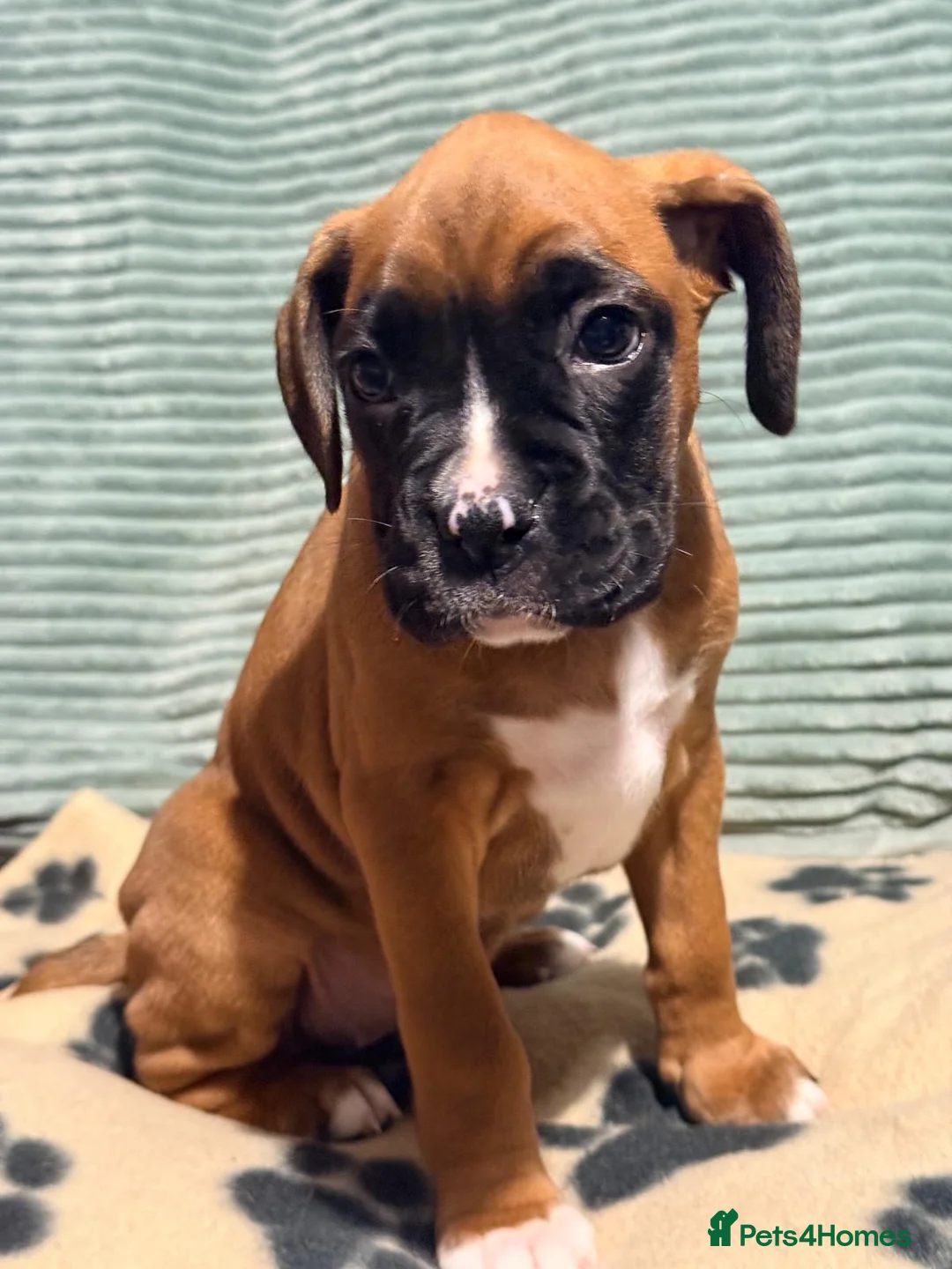 Boxer dogs for sale: 3 Beautiful boxer puppies   - Advert 7