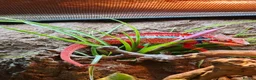 Chameleon reptiles for sale: Young panther chameleon  - Advert 2