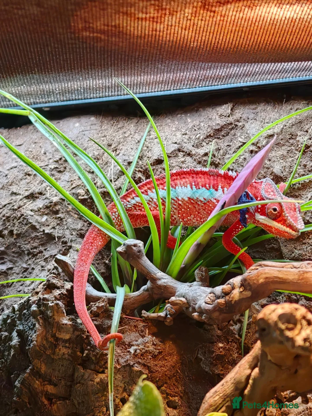 Chameleon reptiles for sale: Young panther chameleon  - Advert 2