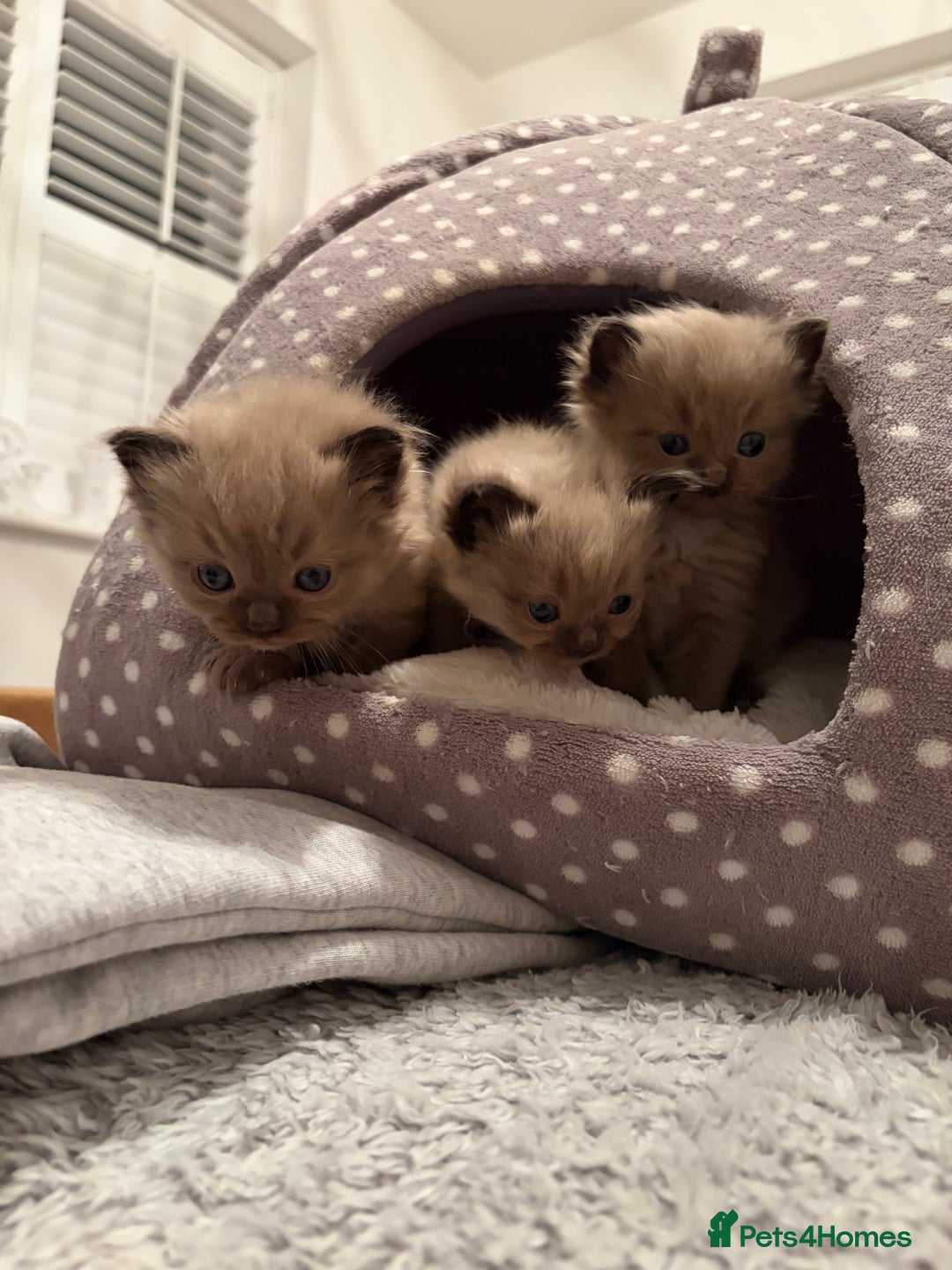 Ragdoll cats for sale: Beautiful Ragdoll Kittens For Sale  - Advert 2