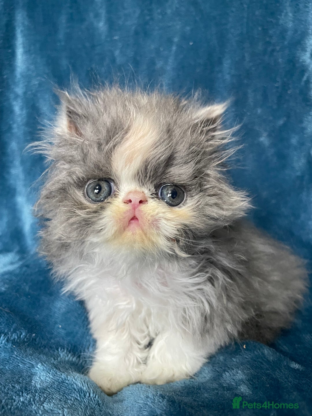 Persian cats for sale: 💗CHAMPION LINES PERSIAN GIRL GCCF 💗 - Advert 6