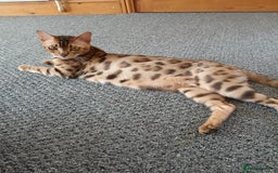Mixed Breed cats for sale: Beutyful bengal babies wisbech 🐈😻 - Advert 29