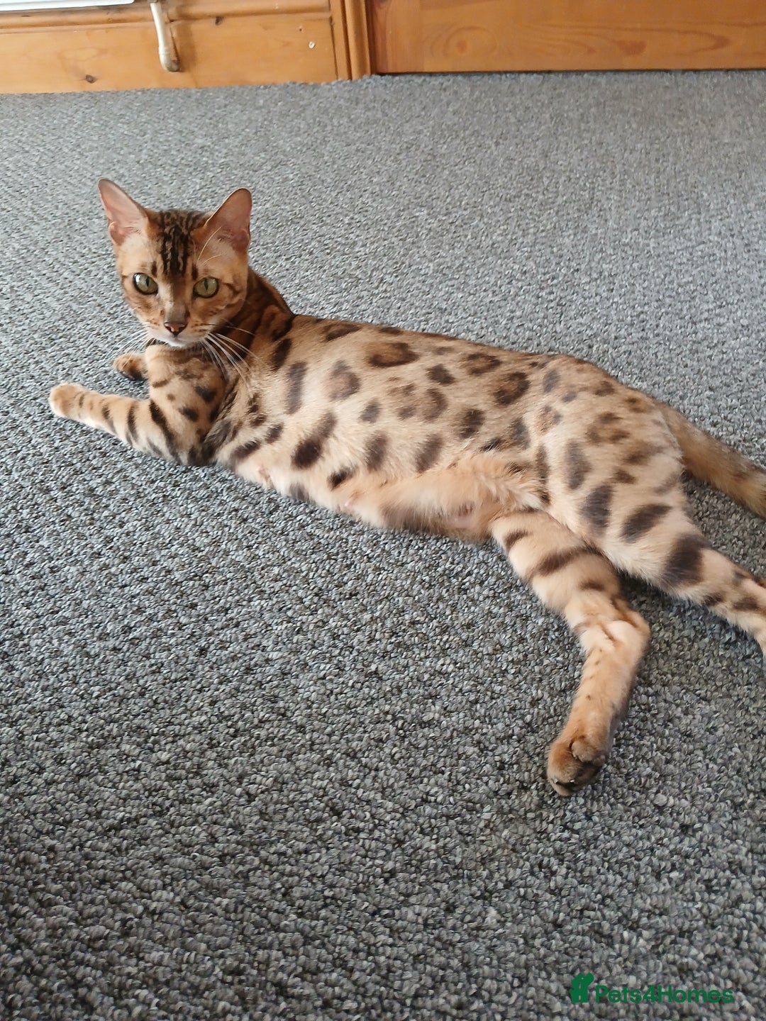Mixed Breed cats for sale: Beutyful bengal babies wisbech 🐈😻 - Advert 29