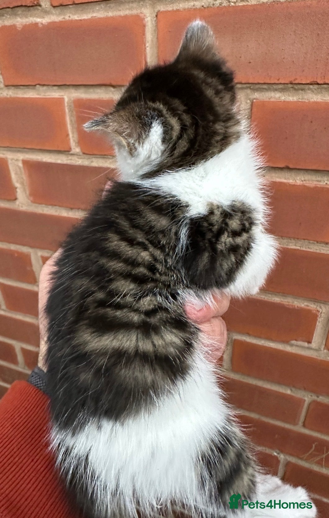 Mixed Breed cats 5 kittens ready for new homes - Advert 1