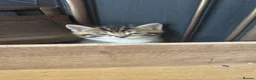 Mixed Breed cats for sale: Kittens  in South Ockendon - Advert 23