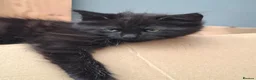 British Longhair cats for sale: Cute fluffy black/ brown kittens  - Advert 10