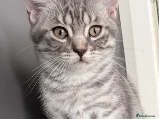 Scottish Fold cats Beautiful Silver Tabby Scottish Fold&Straight boys - Advert 18