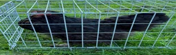 Chickens poultry for sale: Pair of brahmas - Advert 9
