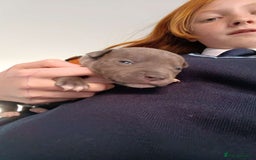 Staffordshire Bull Terrier dogs for sale: STAFFORDSHIRE BULL TERRIOR PUPPIES - Image 14