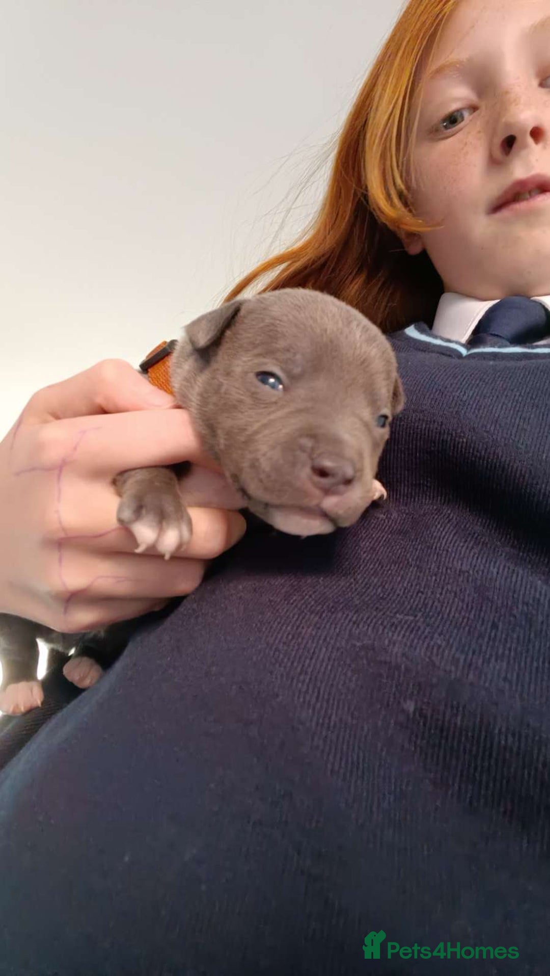 Staffordshire Bull Terrier dogs for sale: STAFFORDSHIRE BULL TERRIOR PUPPIES - Image 14