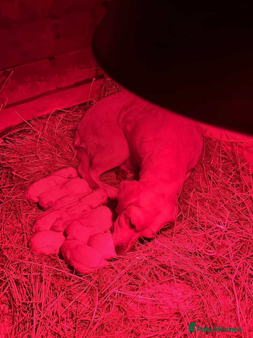 Labrador Retriever dogs for sale: Golden Labrador  - Advert 5