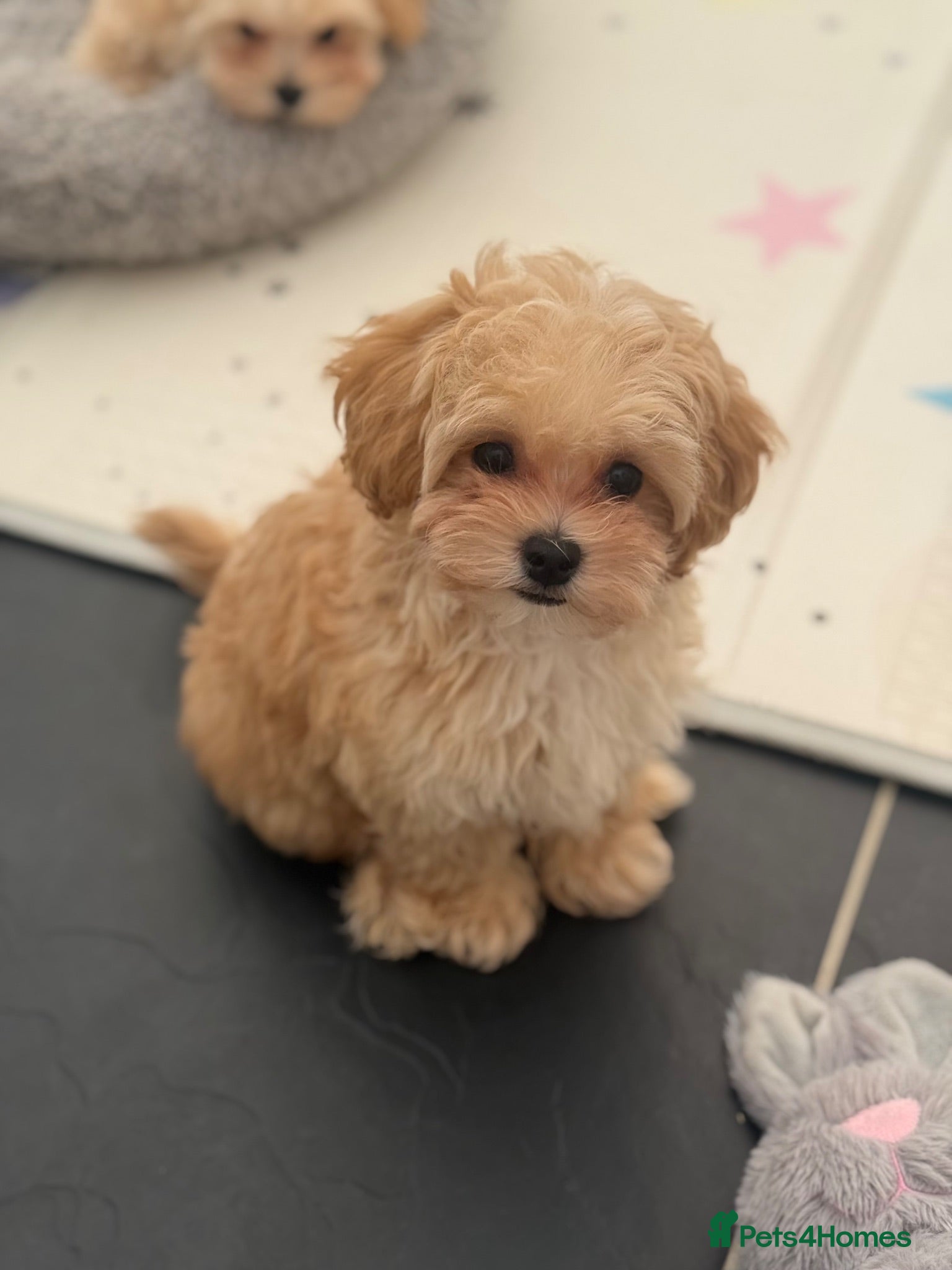 Maltipoo dogs Asian/Korean very tiny Maltipoo puppies  - Advert 3