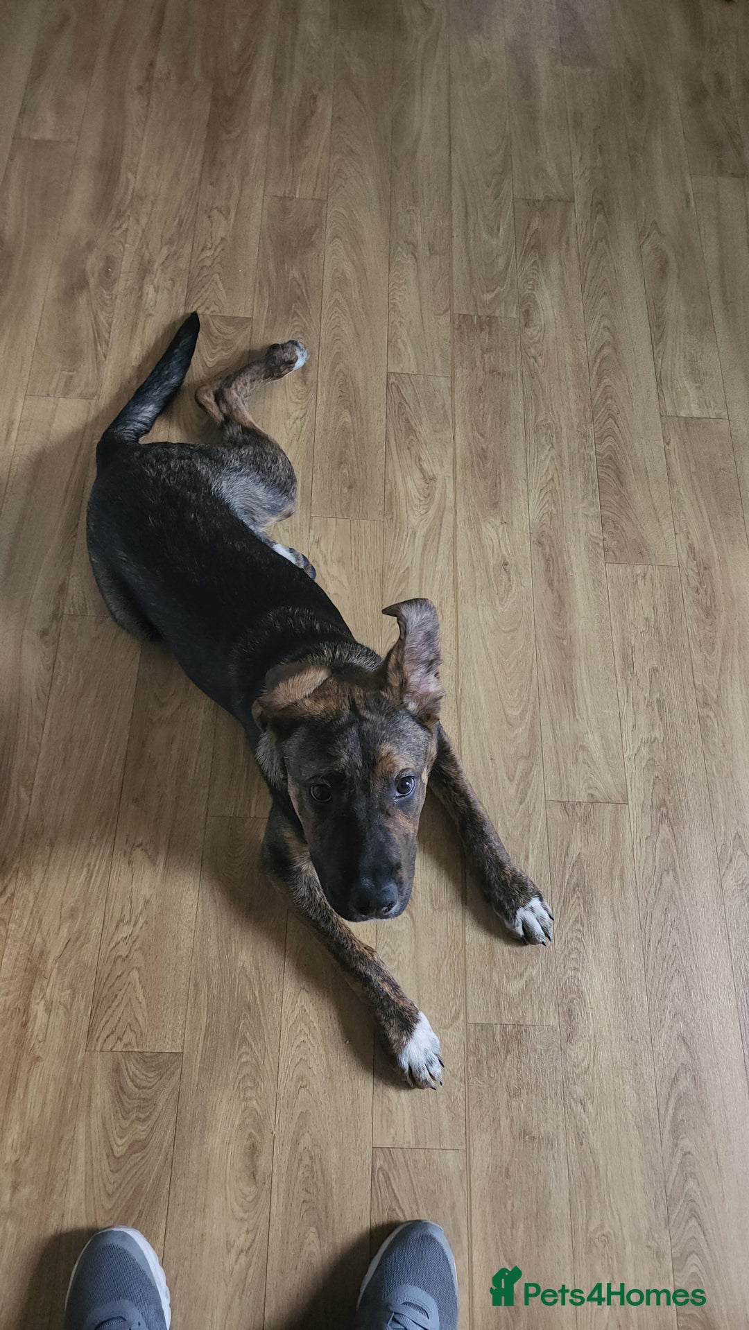 Mixed Breed dogs for sale: 11 month old staffy x Belgian Mali  - Image 5