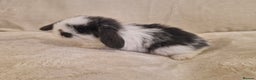 Mini Lop rabbits for sale: Mini lop babies - Advert 4