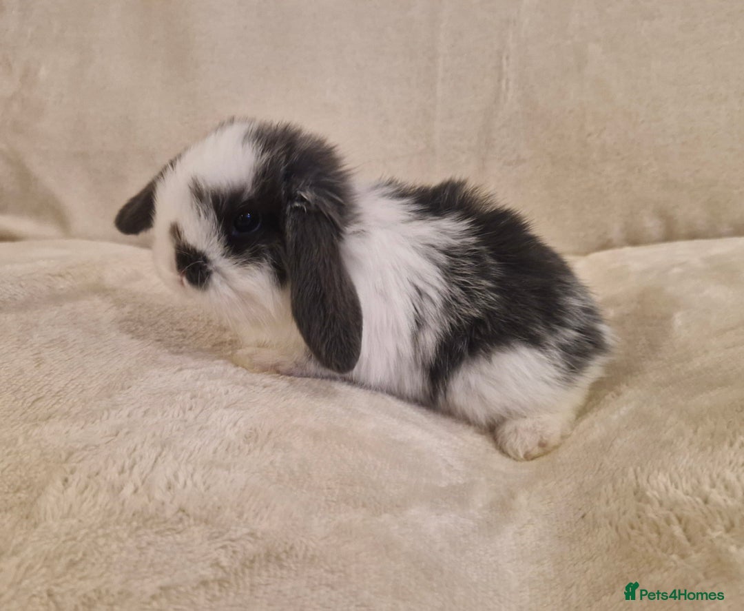 Mini Lop rabbits for sale: Mini lop babies - Advert 4