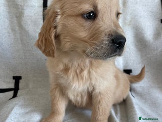 Golden Retriever dogs BEAUTIFUL DNA TESTED RETRIEVERS - Advert 16