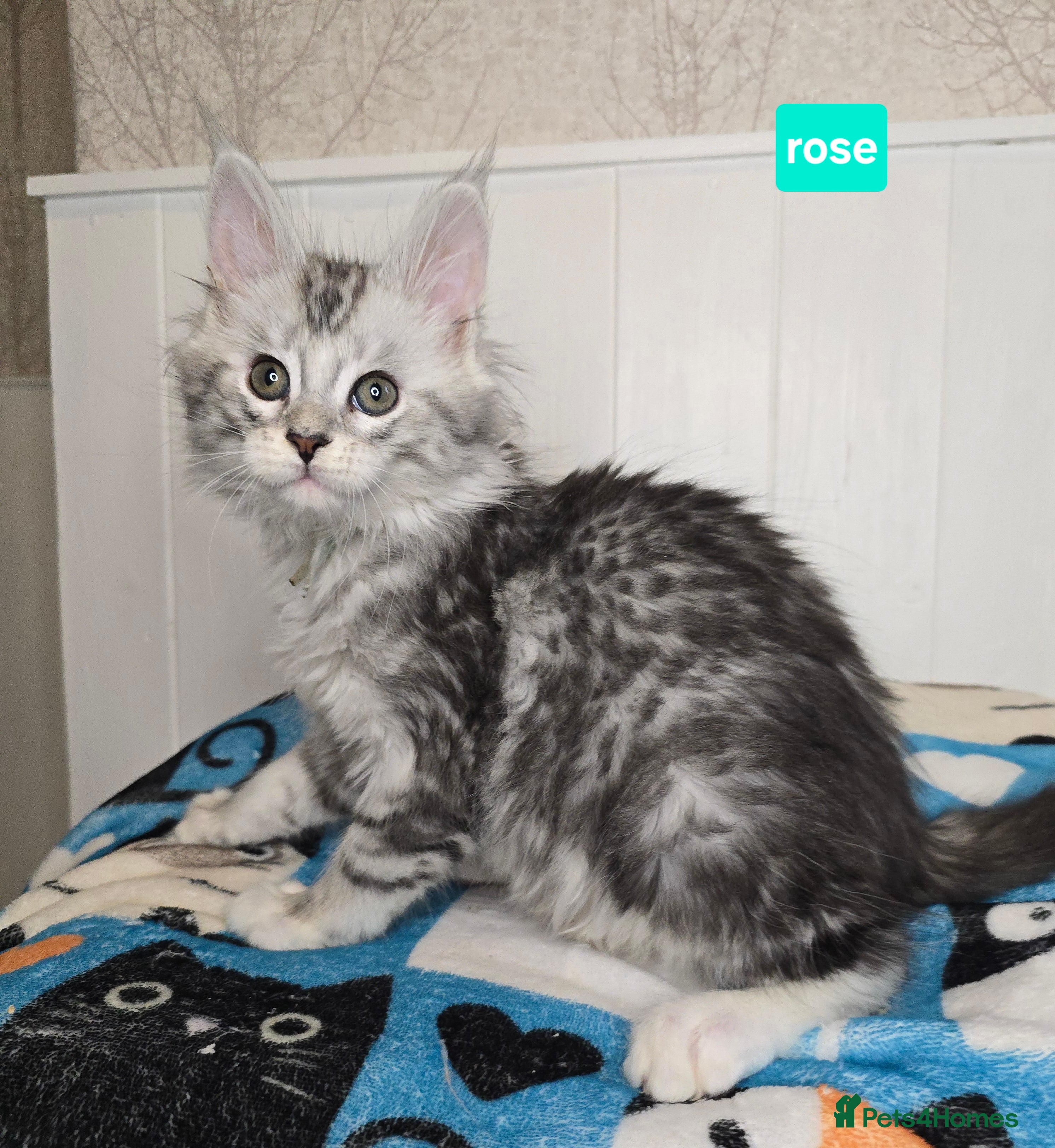 Maine Coon cats Stunning Silver Tica Pedigree Maine Coon Kittens - Advert 1