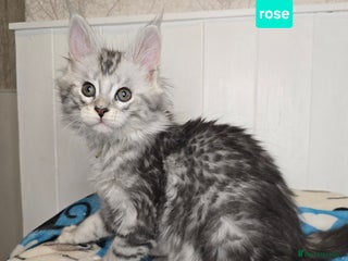 Maine Coon cats Stunning Silver Tica Pedigree Maine Coon Kittens - Advert 1