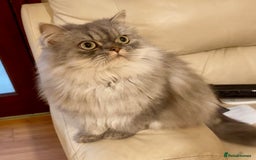 Persian cats for sale: Persian male  - Image 1