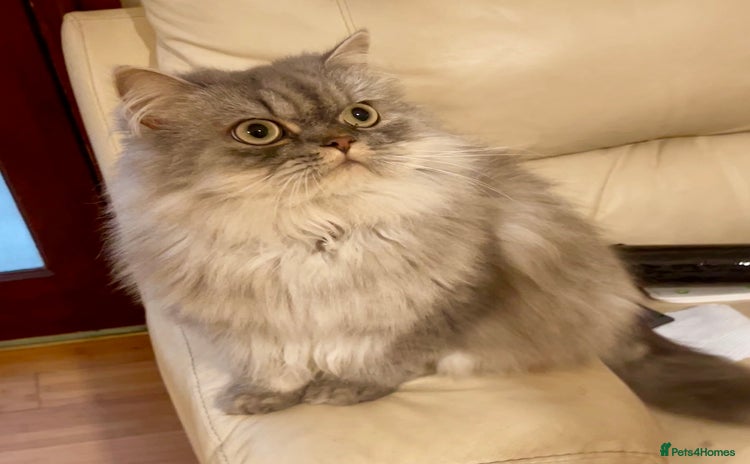 Persian cats - Advert 2