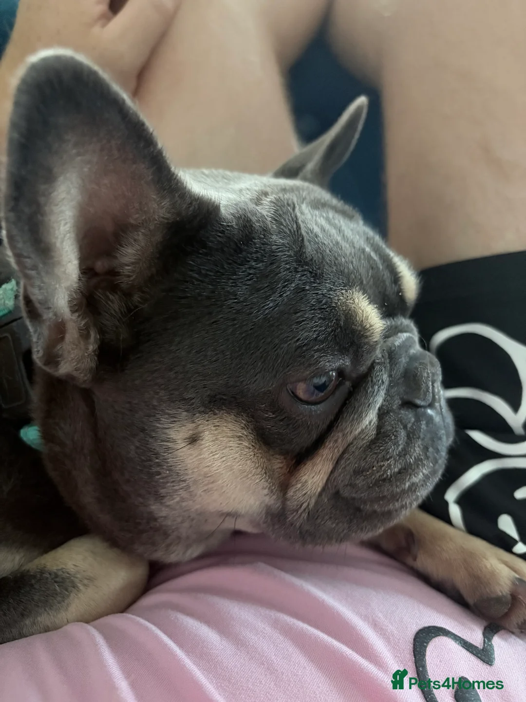 French Bulldog dogs for sale: Gertie the Frenchie - KC Registered  in Stowmarket - Advert 1