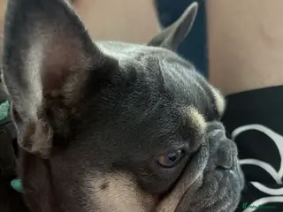 French Bulldog dogs Gertie the Frenchie - KC Registered - Advert 6