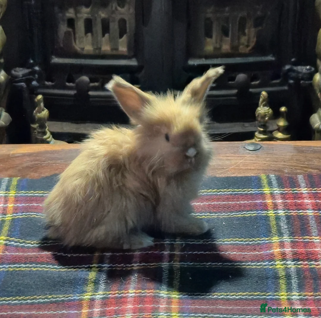 Angora rabbits for sale: Gorgeous Angora Rabbits, Pure Bred Full Faced. - Advert 9