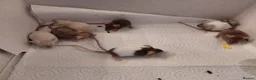 Mouse rodents for sale: Female mice - Advert 5