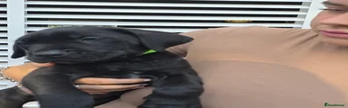 Cane Corso 5