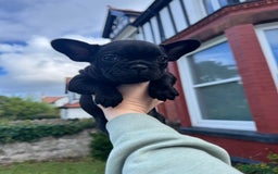 French Bulldog dogs for sale: French Bulldog puppies  - Image 7