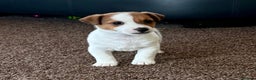 Jack Russell dogs for sale: Miniature Jack Russell Puppies… - Advert 1