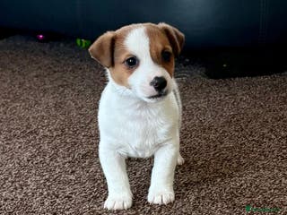 Jack Russell dogs Miniature Jack Russell Puppies… - Advert 2