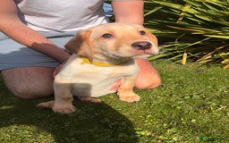 Labrador Retriever dogs for sale: Labrador Puppies GIRLS - READY NOW - Image 2