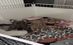 French Bulldog dogs for sale: 🐾Ready Now!! Adorable French Bulldog Puppies!  - Image 5