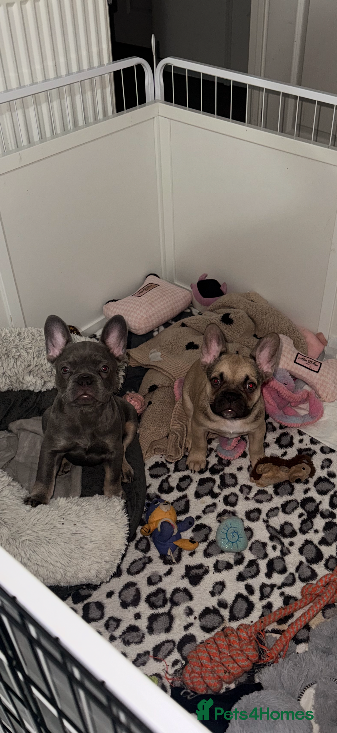 French Bulldog dogs for sale: 🐾Ready Now!! Adorable French Bulldog Puppies!  - Image 5