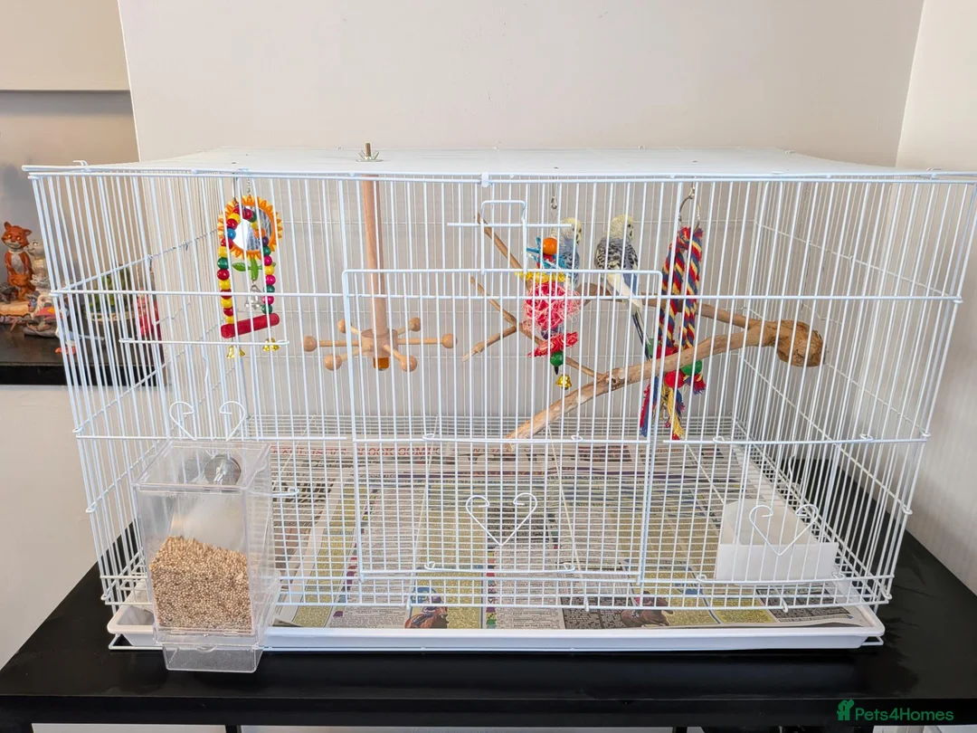 Budgerigars birds for sale: Beautiful budgies  - Advert 3