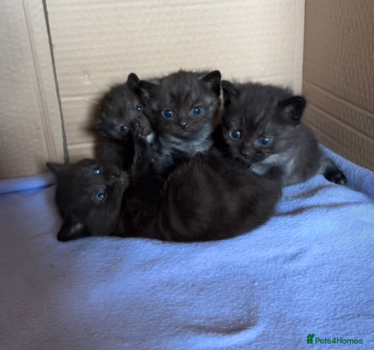 Domestic Shorthair cats 4 Beautiful Black Kittens  - Advert 2