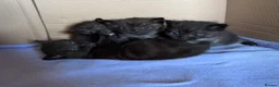 Domestic Shorthair cats for sale: 4 Beautiful Black Kittens  - Advert 1