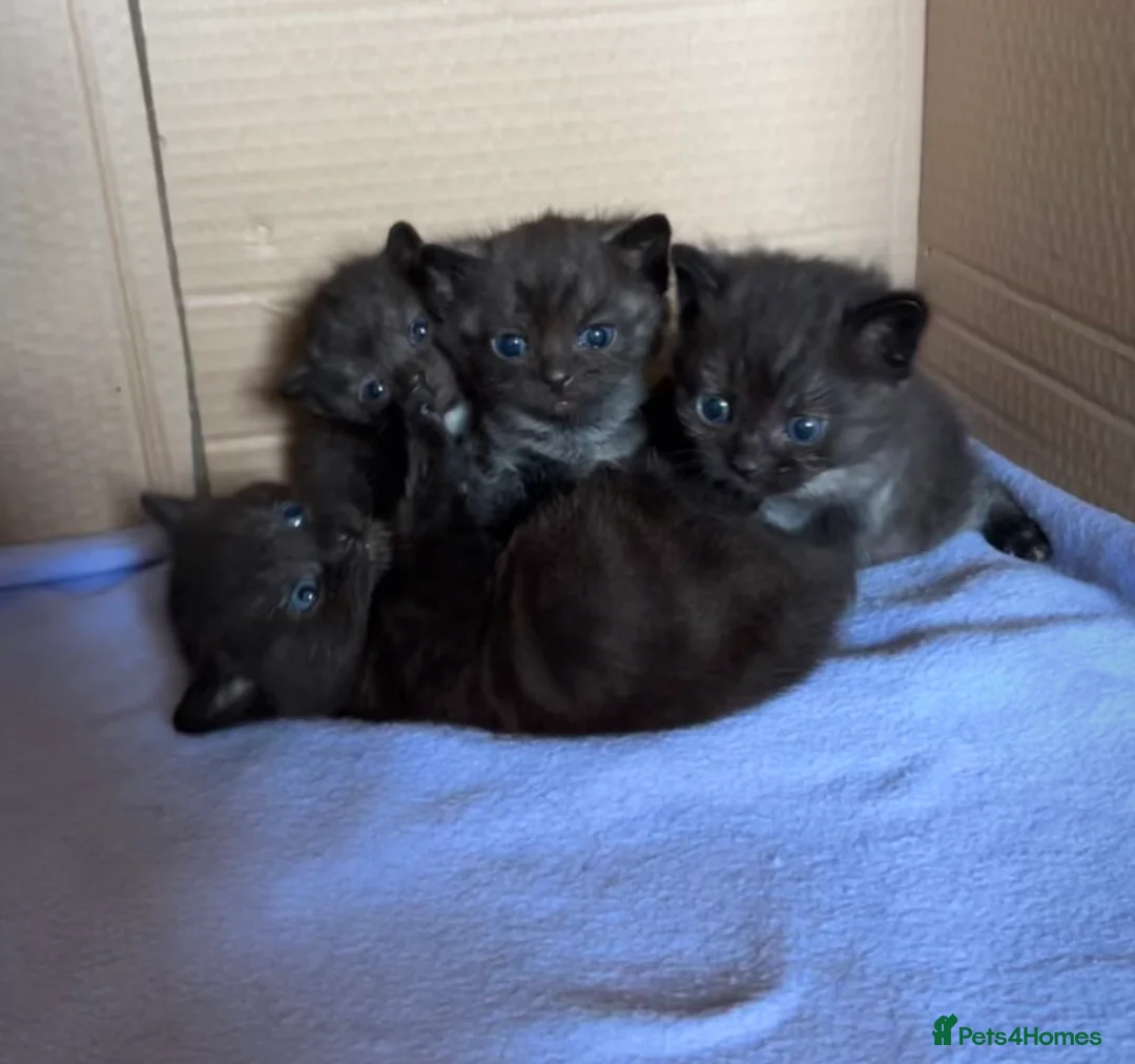Domestic Shorthair cats for sale: 4 Beautiful Black Kittens  - Advert 1