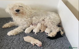 Miniature Schnauzer dogs for sale: Stunning KC Reg Miniature Schnauzers  - Image 4