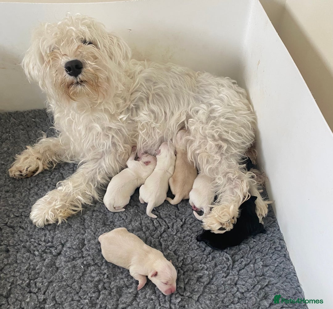 Miniature Schnauzer dogs for sale: Stunning KC Reg Miniature Schnauzers  - Image 4