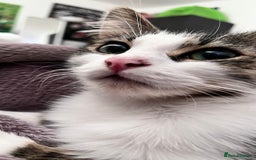 Mixed Breed cats for sale: 🐾 Three Beautiful Cats Looking for Loving Homes  - Image 17