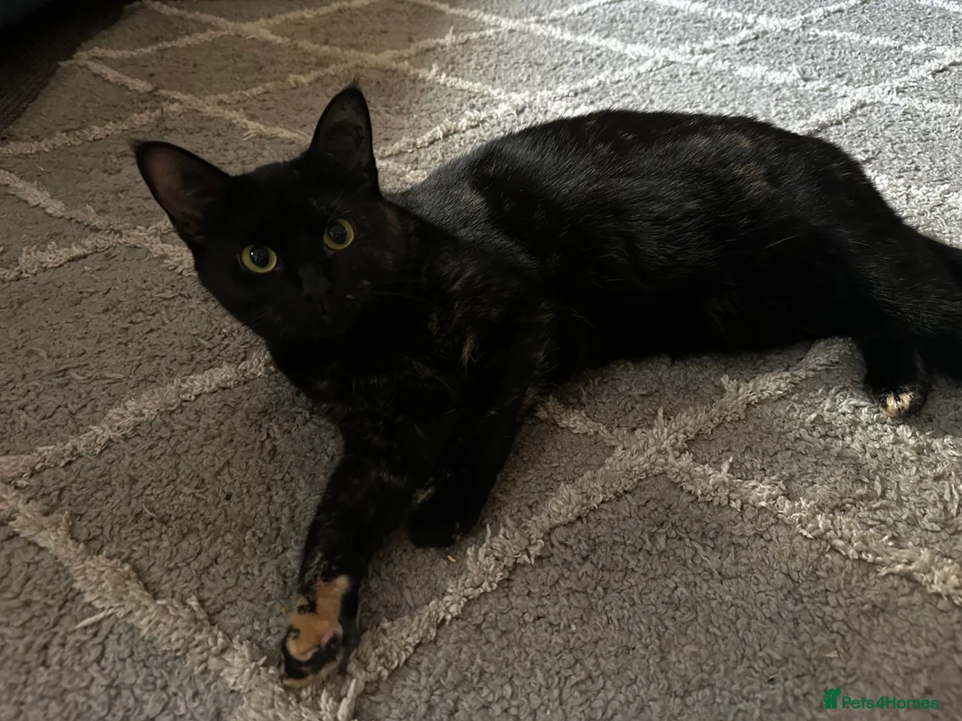 Mixed Breed cats for sale: Beautiful almost 3 year old Cat - Advert 8