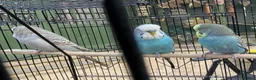 Budgerigars birds for sale: Budgies - Advert 8