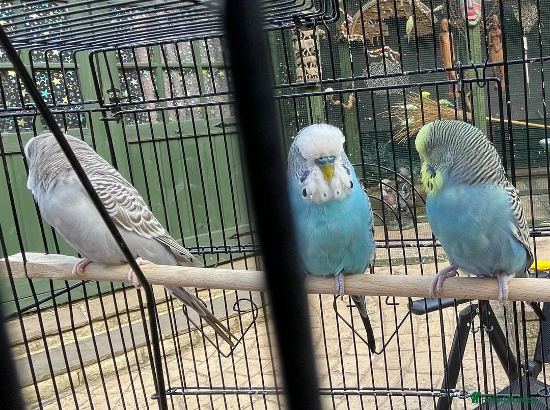 Budgerigars birds for sale: Budgies - Advert 8