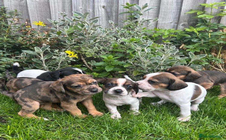 Mixed Breed dogs - Advert 3