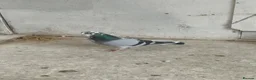 Pigeons birds for sale: spanish figuerita pair SELL/SWAP - Advert 5
