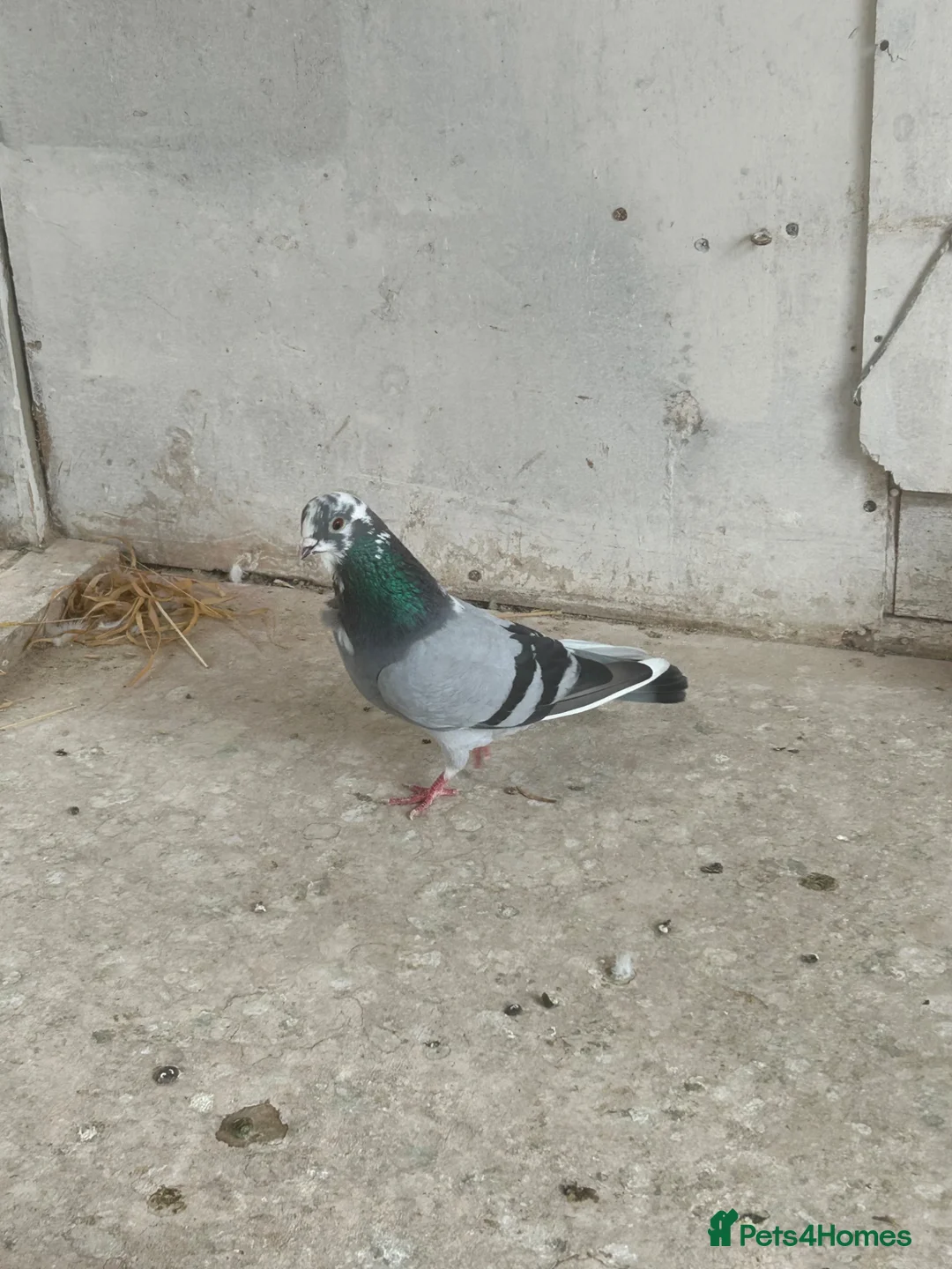 Pigeons birds for sale: spanish figuerita pair SELL/SWAP - Advert 5