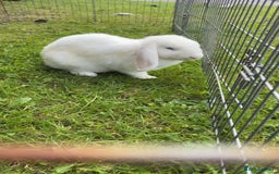 Mini Lop rabbits for sale: Female mini lops  - Image 2
